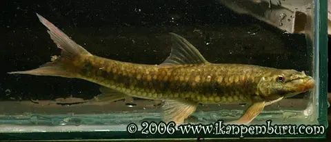 Garra rotundinasus