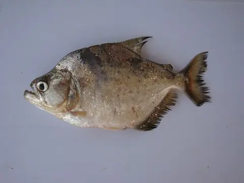 布兰氏锯脂鲤