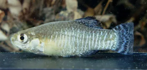 Apricaphanius baeticus