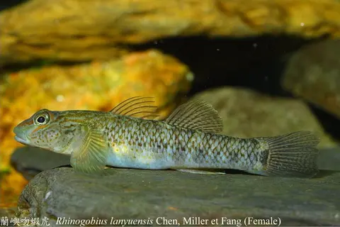 兰屿吻鰕虎鱼