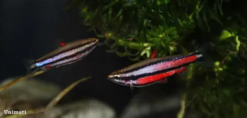 Nannostomus rubrocaudatus