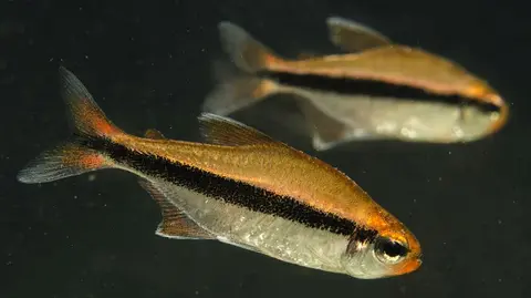 Hyphessobrycon vilmae