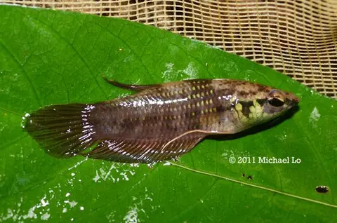Betta kuehnei