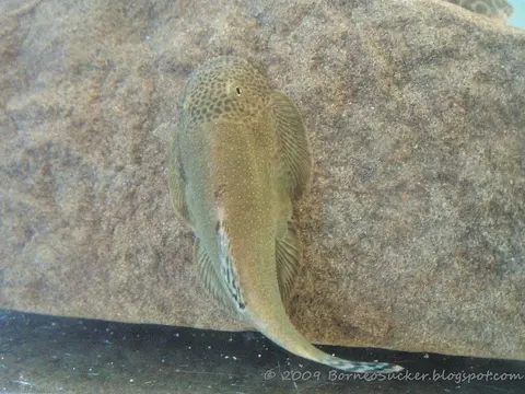 Gastromyzon aeroides