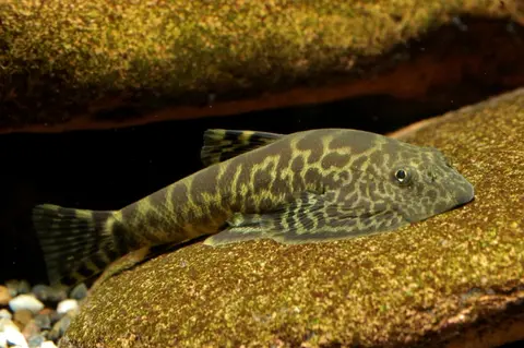 Sewellia elongata