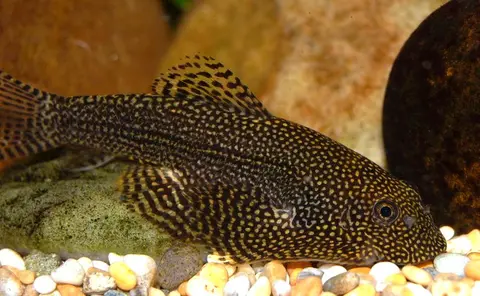 Sewellia sp. 'SEW01'