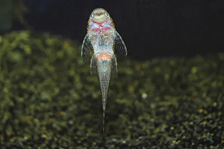 Lasiancistrus tentaculatus