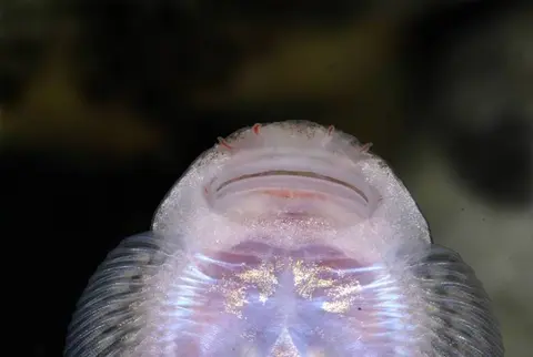 Gastromyzon farragus