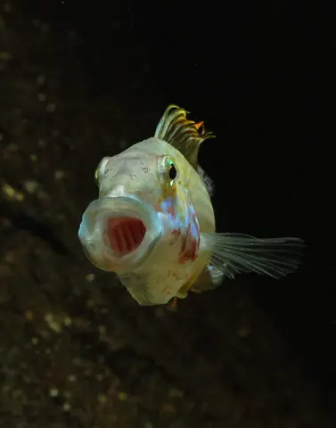 Apistogramma sp. 'Kelleri'