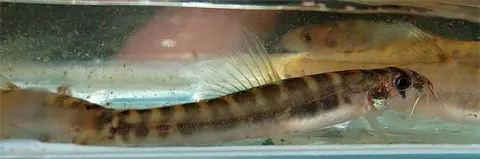 刺条鳅