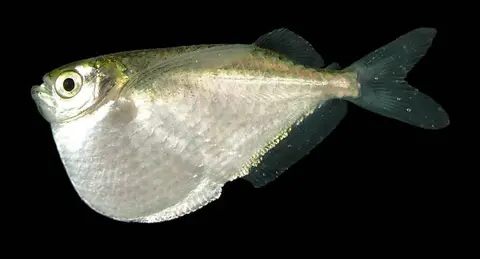 星大胸斧鱼