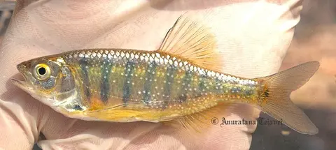 Opsarius infrafasciatus