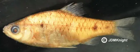 Pethia pookodensis