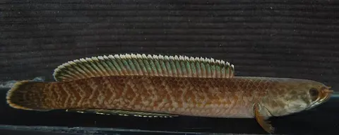 Channa burmanica