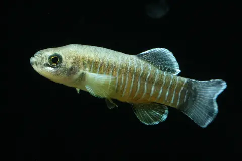 Esmaeilius arakensis