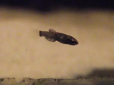 白边搏鱼