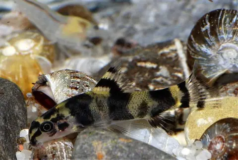 Sewellia sp. 'SEW03'