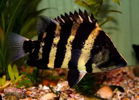 Datnioides campbelli