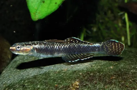 Stiphodon ornatus