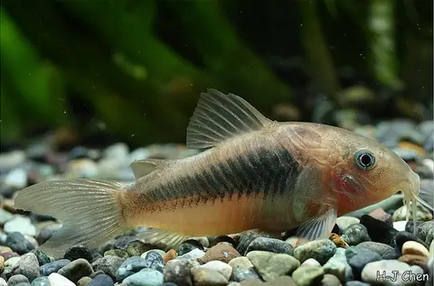 咖啡鼠