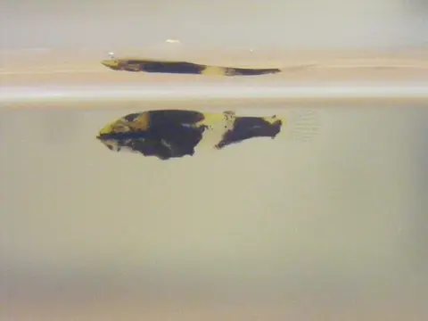 婆罗洲锯盖足鲈