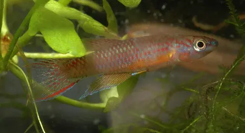 Aphyosemion erythron