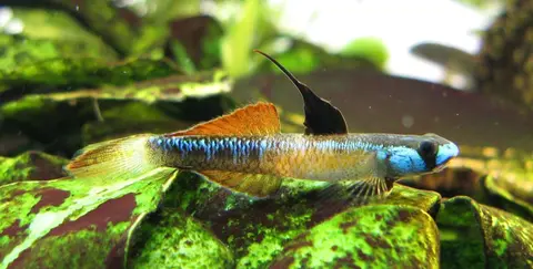 黑鳍枝牙鰕虎