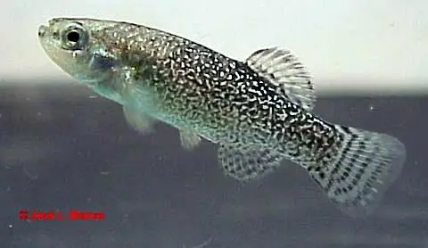 Apricaphanius saourensis