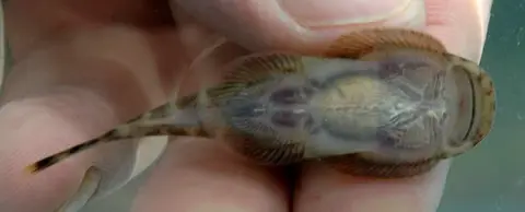 Gastromyzon introrsus