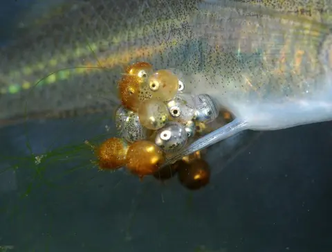 Oryzias eversi