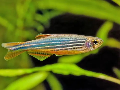 Danio kyathit