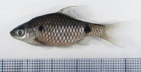 Pethia ticto