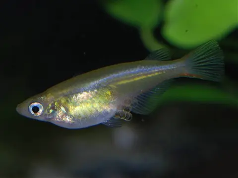 Oryzias wolasi