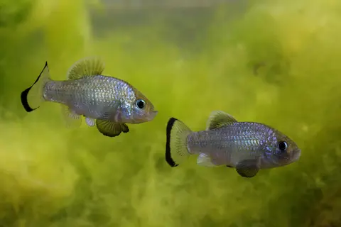 Cyprinodon alvarezi