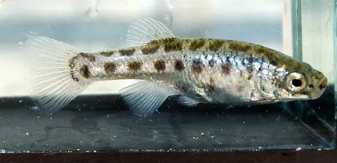 Anatolichthys saldae