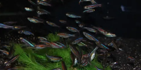 Microrasbora cf. rubescens