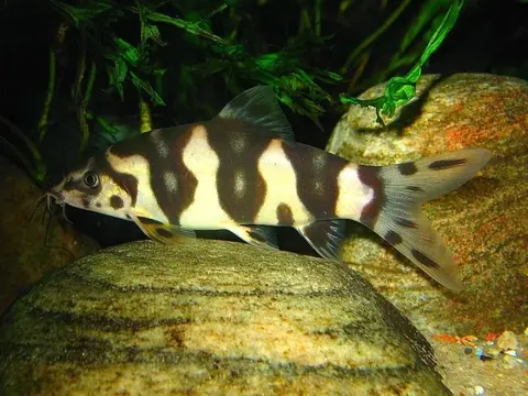 三间鼠