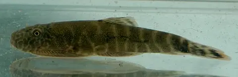 Gastromyzon introrsus