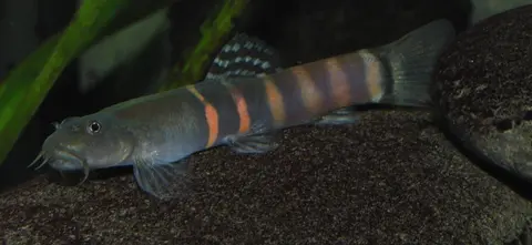 Schistura cf. balteata