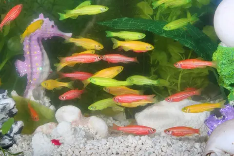 斑马鱼