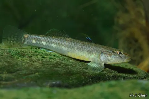 斑带吻鰕虎鱼