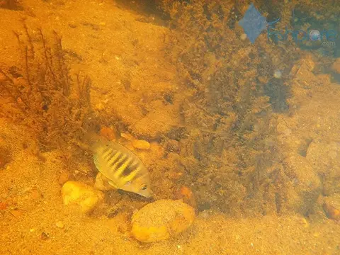 Etroplus canarensis