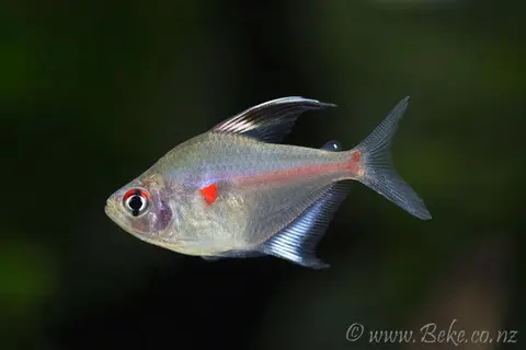 红点魮脂鲤