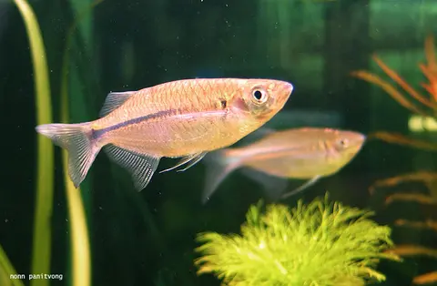 Laubuka siamensis