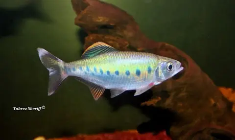 Barilius malabaricus