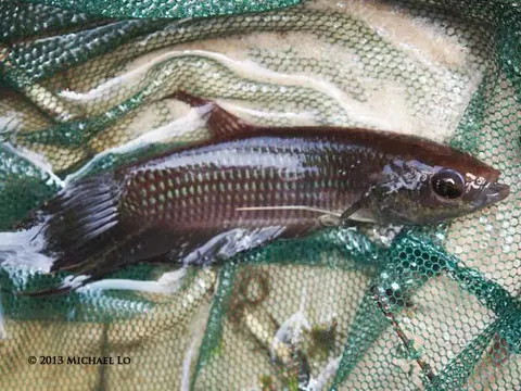 Betta ibanorum