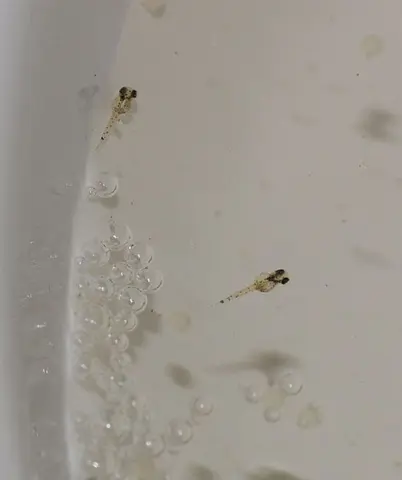 Macropodus spechti