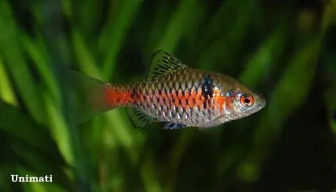Pethia padamya