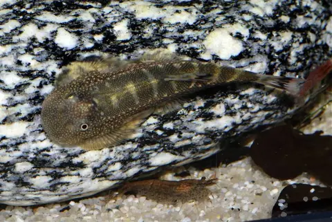 Gastromyzon farragus