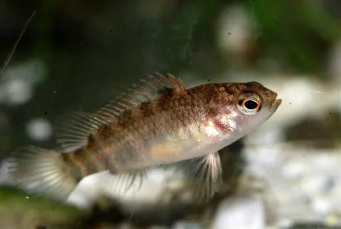 Badis sp. 'Buxar'